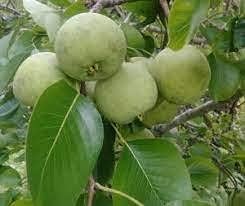 Sand Pear Fruit Seeds for Planting - Non-GMO, Sweet and Juicy Variety for Backyard Planting